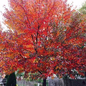 Meet your Posher, Maimoona